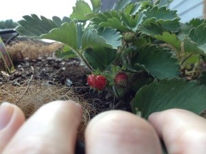 Yes, they're strawberries, even if they don't look to spec.  And yes, I know what it looks like. 